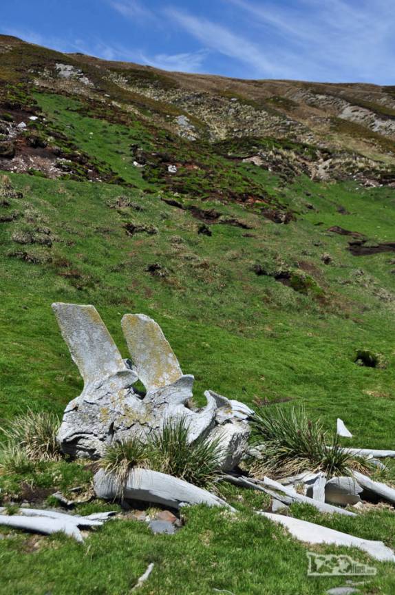 Muitos ossos de baleia em Ocean Harbour, na Geórgia do Sul